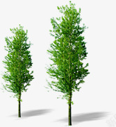 绿色笔直大树树影素材