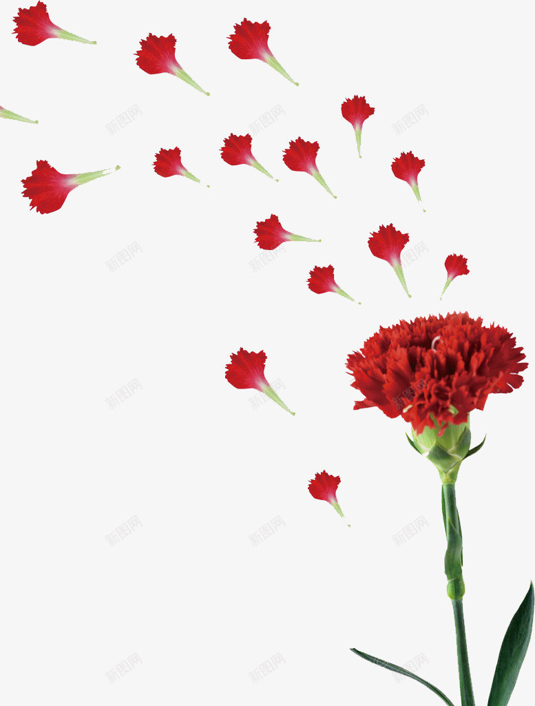 红色康乃馨png免抠素材_88icon https://88icon.com 唯美 康乃馨 水彩 漂浮 红色 花朵 鲜花