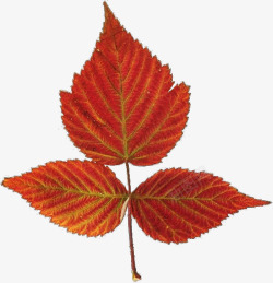 秋天的红叶素材