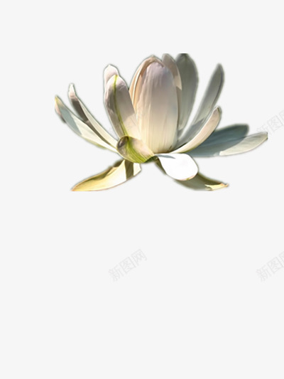 阳光下的花朵png免抠素材_88icon https://88icon.com 图片 影子 素材 美丽