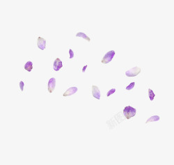 紫色飘舞花瓣素材