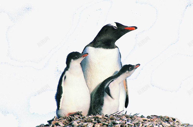 眺望的企鹅png免抠素材_88icon https://88icon.com 企鹅 写真 动物