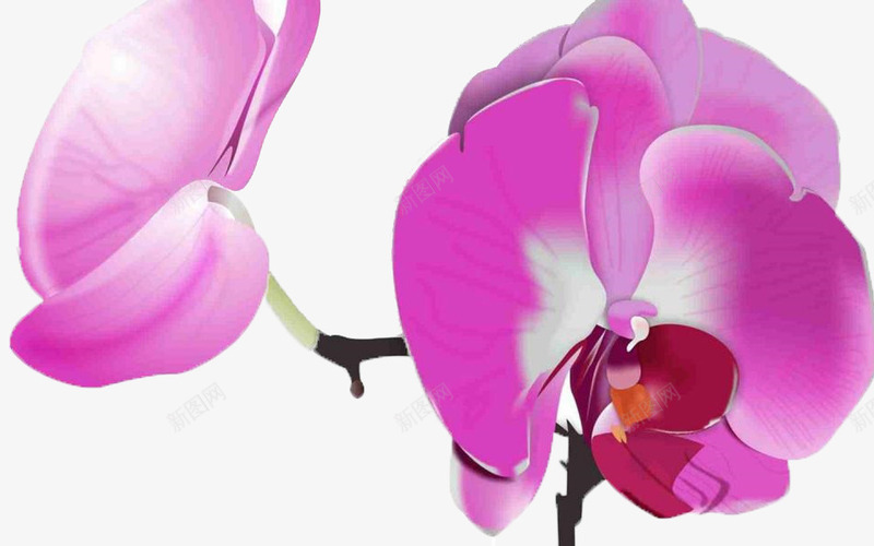 盛开的紫罗兰png免抠素材_88icon https://88icon.com 手绘 手绘紫罗兰 植物 紫罗兰 紫色 绿色 美丽 花朵 芳香