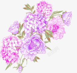 紫色手绘美丽花朵素材