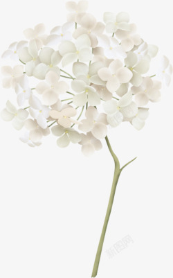 白色绣球花素材
