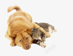田园犬狗抱着猫咪高清图片