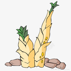 冬笋插画素材