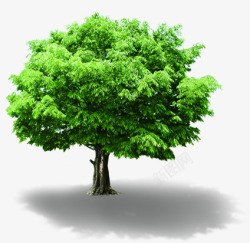 摄影绿色草本植物树木大树素材