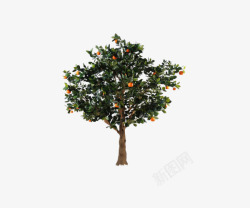 绿色橘子树素材