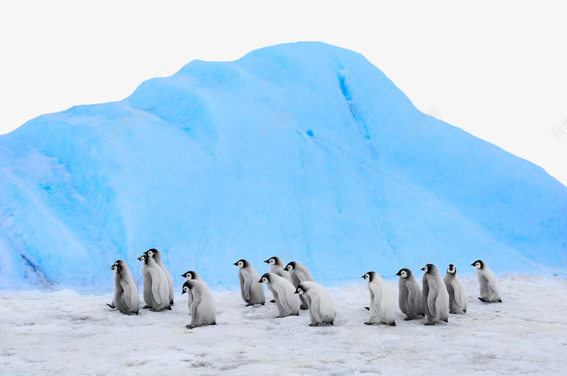 南极雪和企鹅png免抠素材_88icon https://88icon.com 南极 南极雪 南极雪和企鹅 旅游景区 著名景点