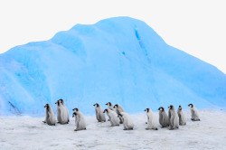 南极雪和企鹅素材