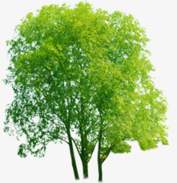 清新绿色大树装饰景观素材