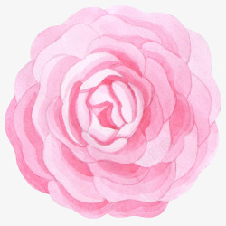 绽放的粉色花朵简图素材