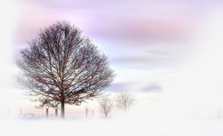 冬日纯洁美景大树素材