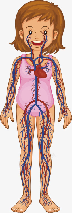 血液循环女生血液循环系统高清图片