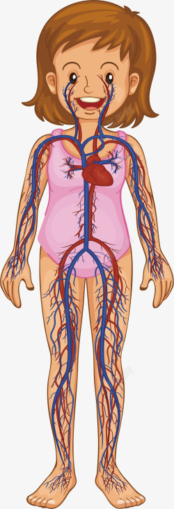女生血液循环系统素材