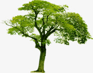 绿色清新野外大树素材