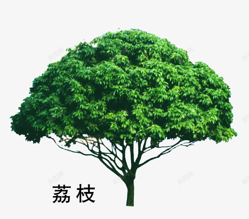 荔枝png免抠素材_88icon https://88icon.com 叶子 大树 盆景 绿色 荔枝