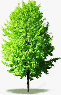 绿色大树生长植物素材