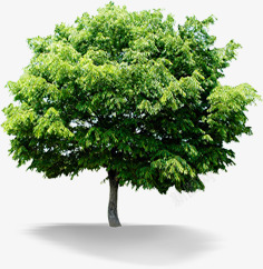 清新绿色唯美大树植物素材