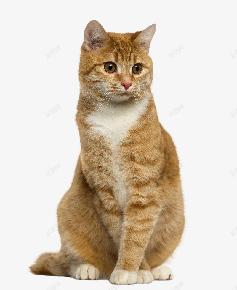 可爱的小橘猫一只png免抠素材_88icon https://88icon.com ppt猫 养猫 宠物猫 橘猫 猫 猫咪