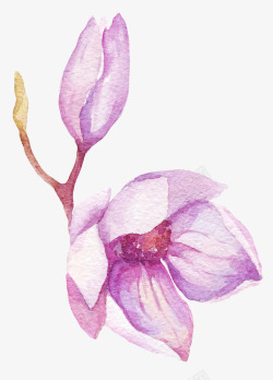 美丽玉兰花美丽的紫色玉兰花水墨图高清图片