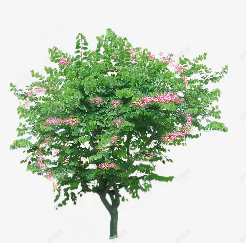 绿色植物大树png免抠素材_88icon https://88icon.com 园艺 大树 春意 植物 自然