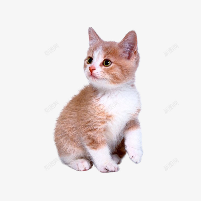 可爱的小猫png免抠素材_88icon https://88icon.com 动物 实物图 小猫 猫咪 聚精会神的小猫