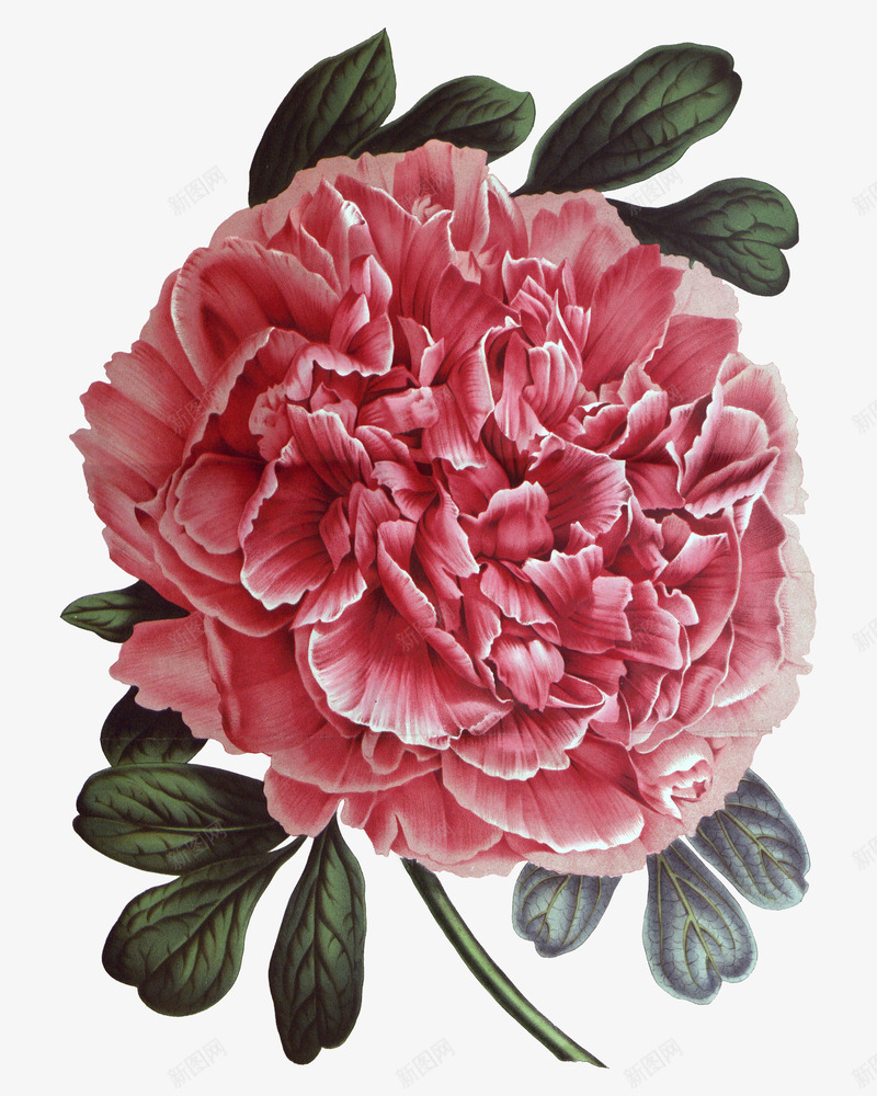 血红色的美丽大花朵png免抠素材_88icon https://88icon.com 叶子 大花朵 植物 美丽的 花卉 花瓣 越红色花朵