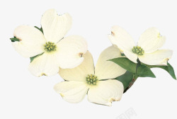 三朵白色茱萸花素材