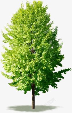绿色嫩绿生长大树素材