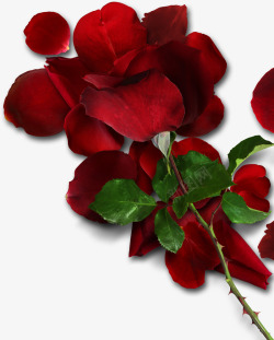 红色玫瑰和叶子实物图素材