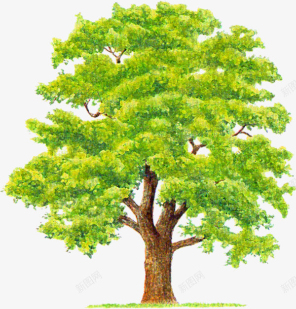 一棵大树png免抠素材_88icon https://88icon.com 实物 灌木 素材 绿色