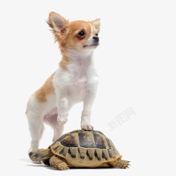 站在乌龟上的狗狗素材
