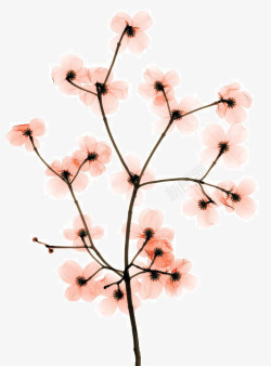 茱萸花山茱萸树x射线高清图片