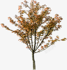 秋日大树成熟树叶素材