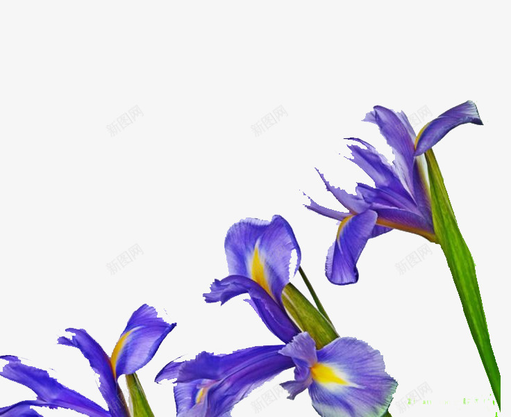 绽放的紫罗兰png免抠素材_88icon https://88icon.com 手绘 手绘紫罗兰 植物 紫罗兰 紫色 绿色 美丽 花朵 芳香