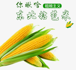 玉米粗粮东北粘苞米高清图片