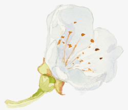 一朵美丽的白花素材