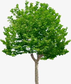 杂树稀疏植物大树素材