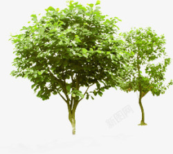 绿色清新大树美景景观素材