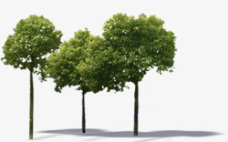 摄影绿色的大树植物树木素材