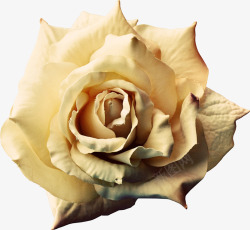 黄色玫瑰花实物图素材