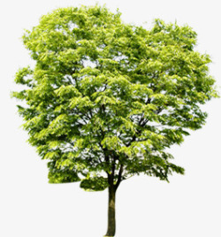 绿色清新大树稀疏树木素材