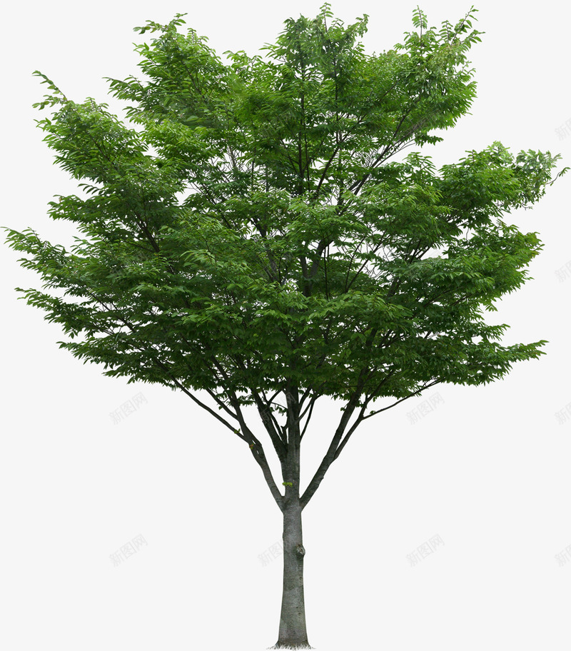 绿色大树创意合成效果摄影png免抠素材_88icon https://88icon.com 创意 合成 大树 摄影 效果 绿色