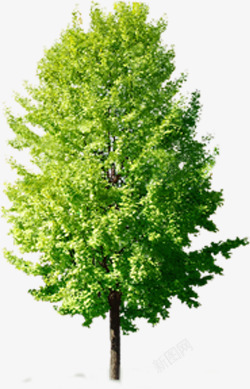 春天风景绿色大树装饰素材