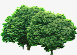 绿树植物大树景观素材