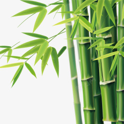 绿色翠竹竹节高清图片