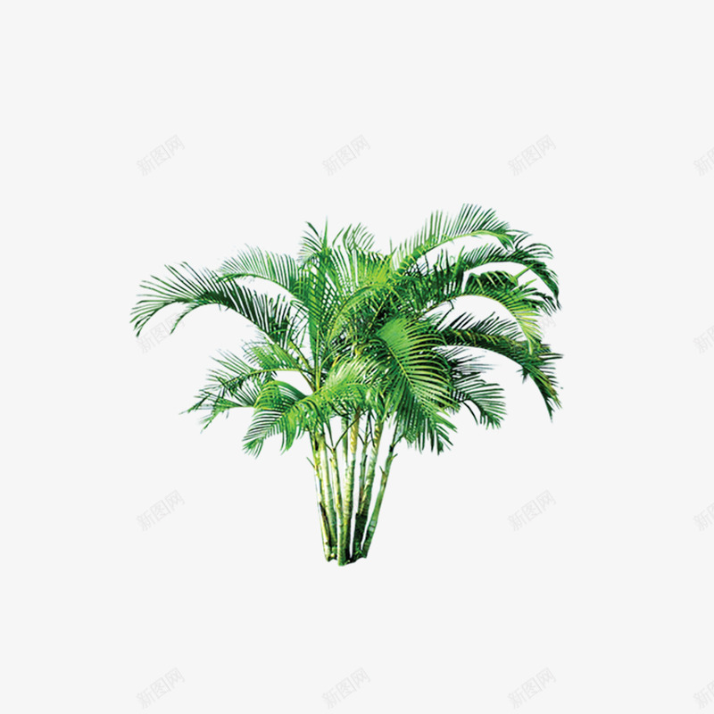 植物树森林树叶png免抠素材_88icon https://88icon.com 树 树叶 森林 植物