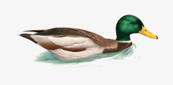 写实花生手绘手绘鸭子高清图片